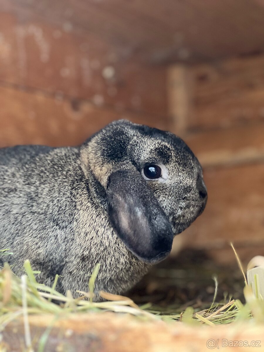 Zakrslý beránek s PP