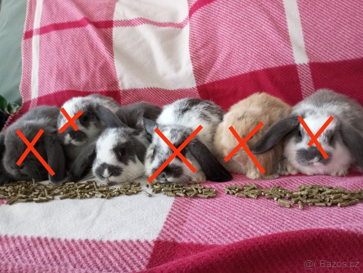 Zakrslý beránek králíček