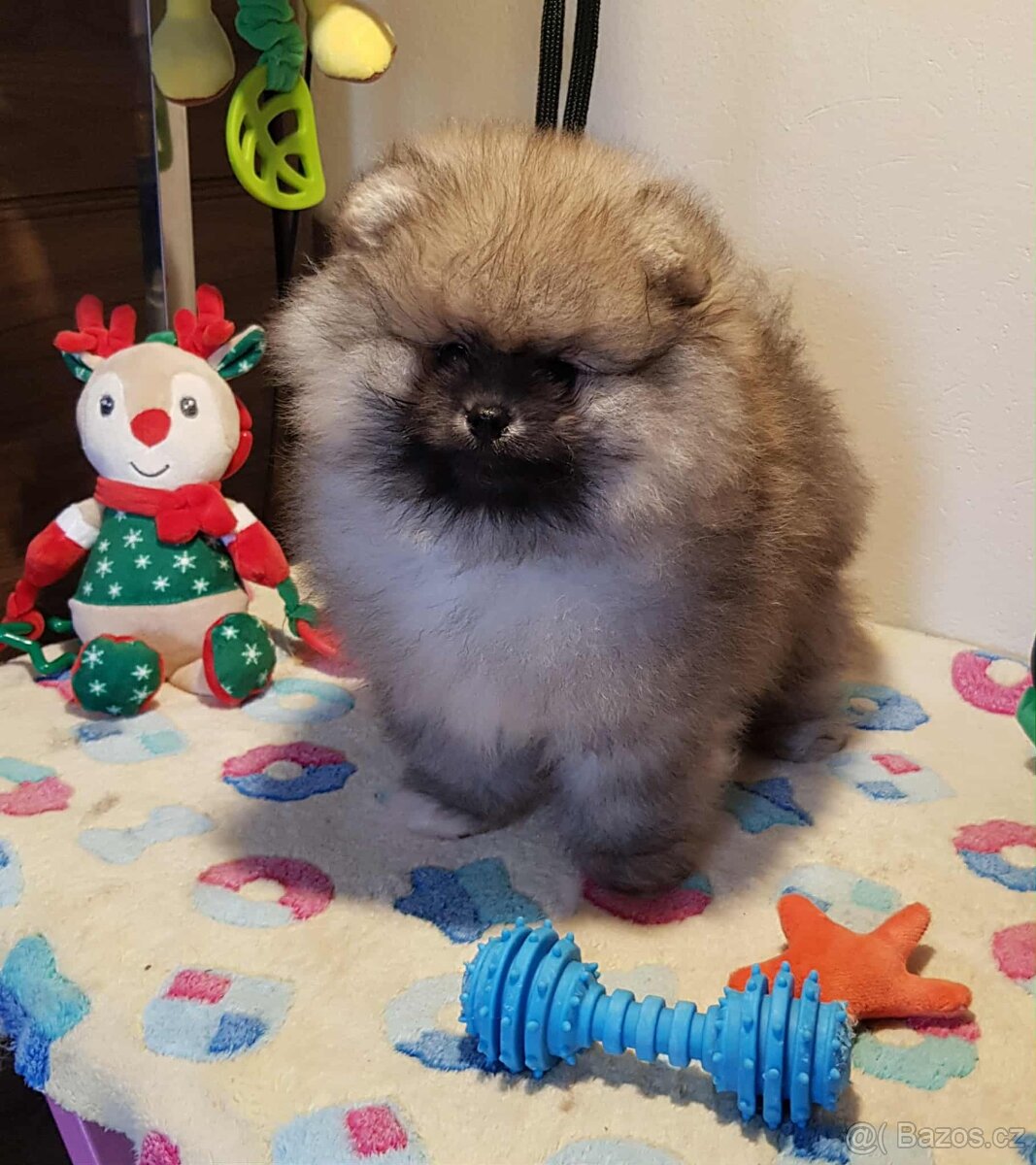 Trpasličí Špic Pomeranian pejsek s PP