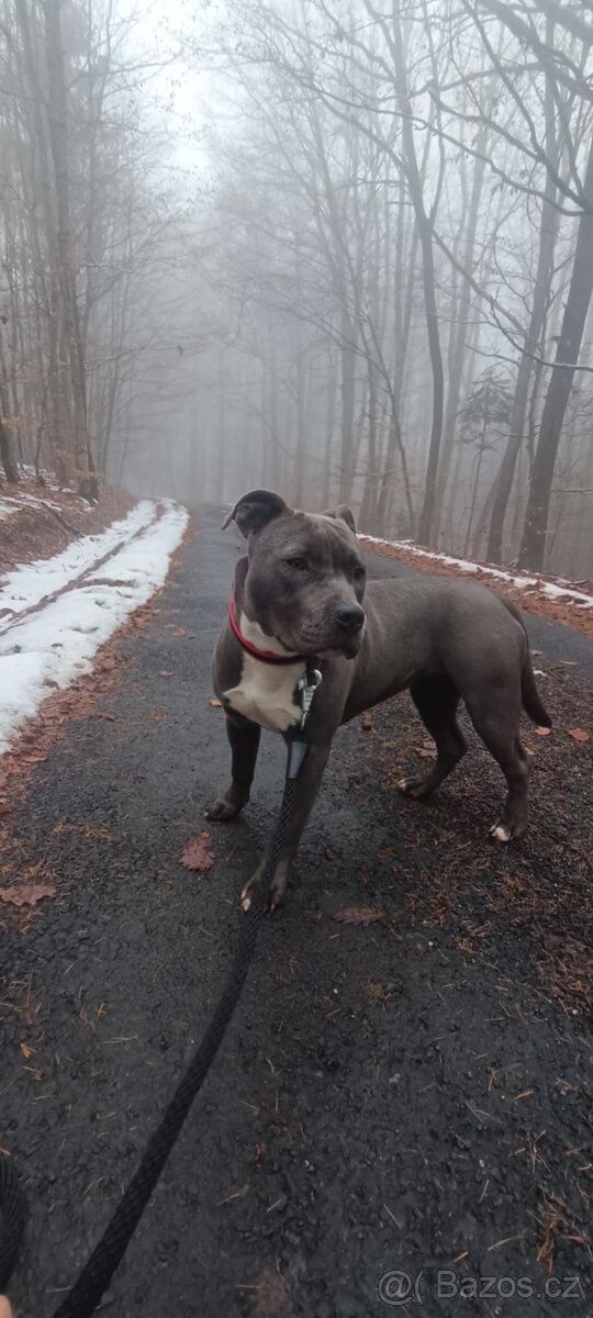 Daruji Aerickeho Staforda