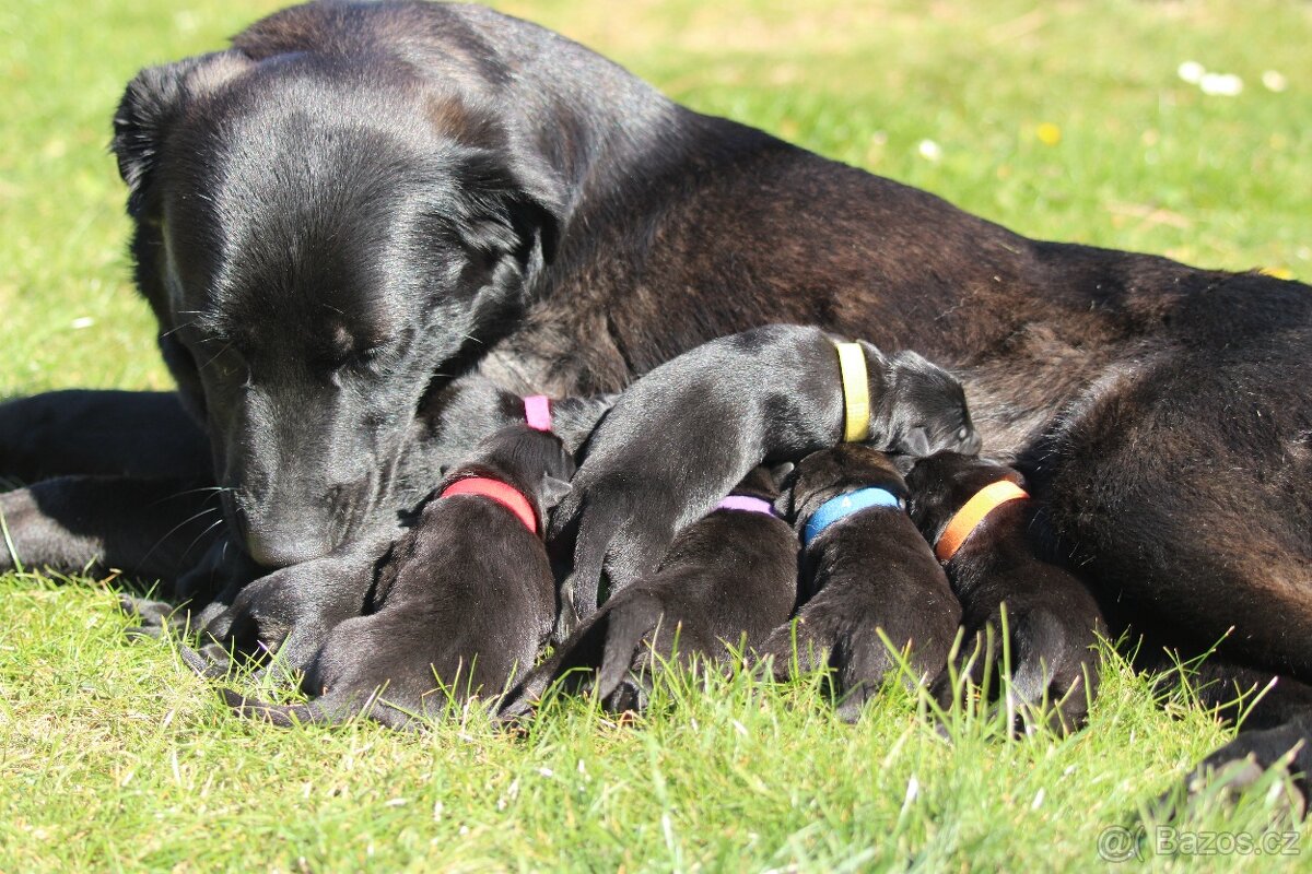 Štěňata labrador x německý ovčák