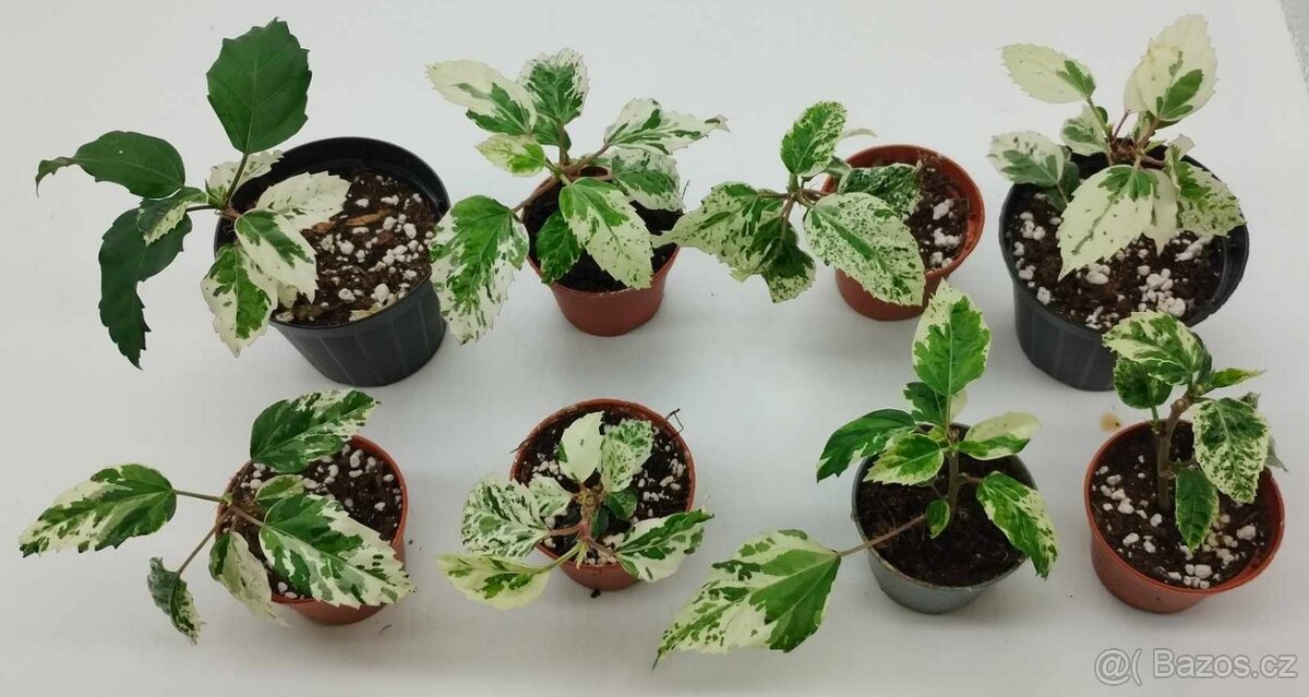 Pokojový ibišek variegata