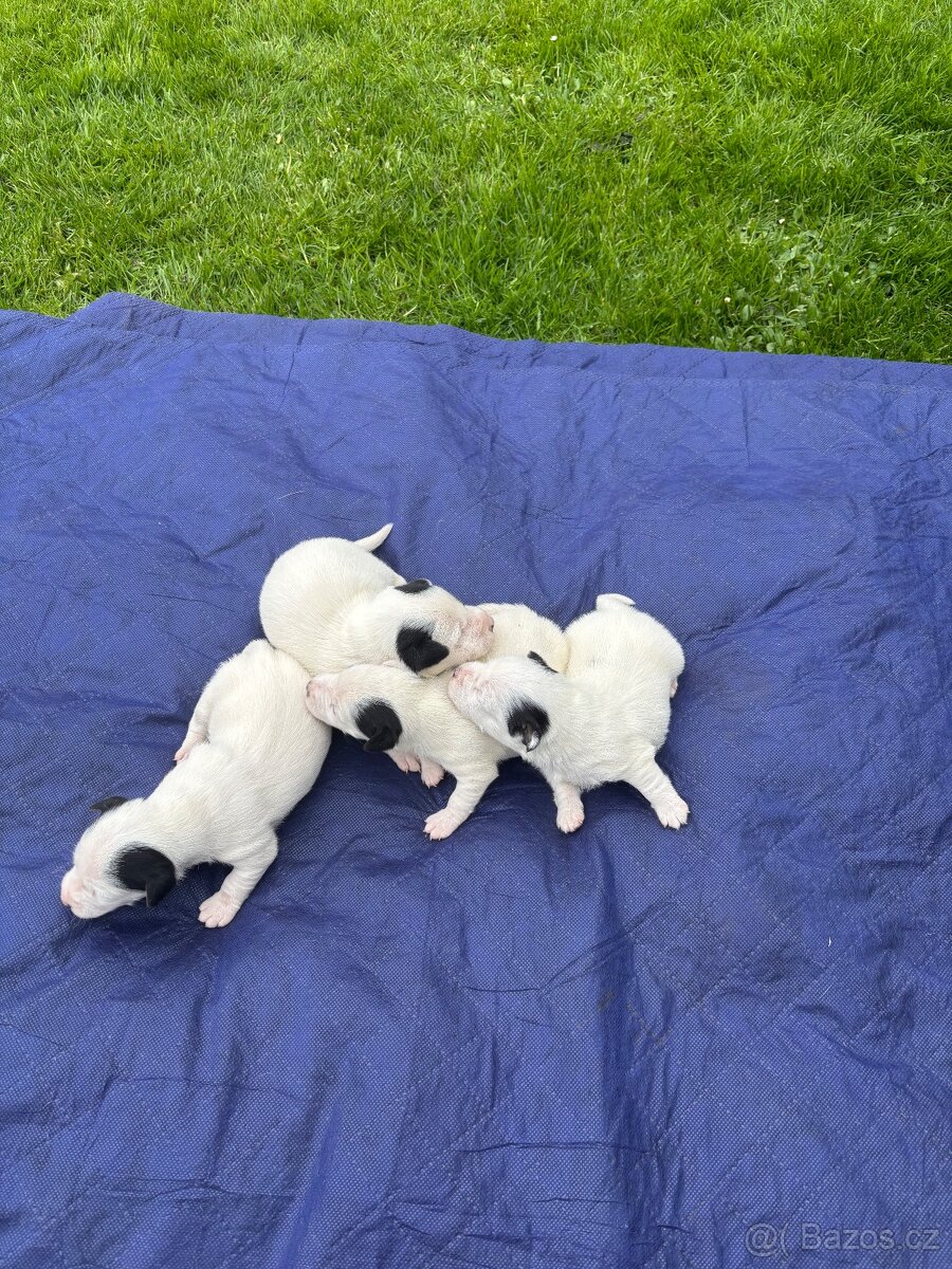 Jack Russel