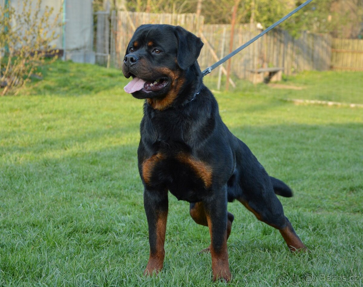 Rotvajle pes, Rottweiler pes