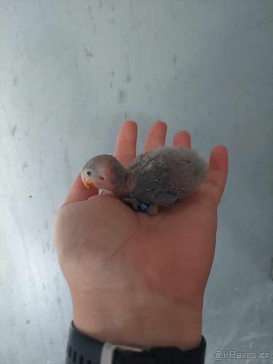 Agapornis