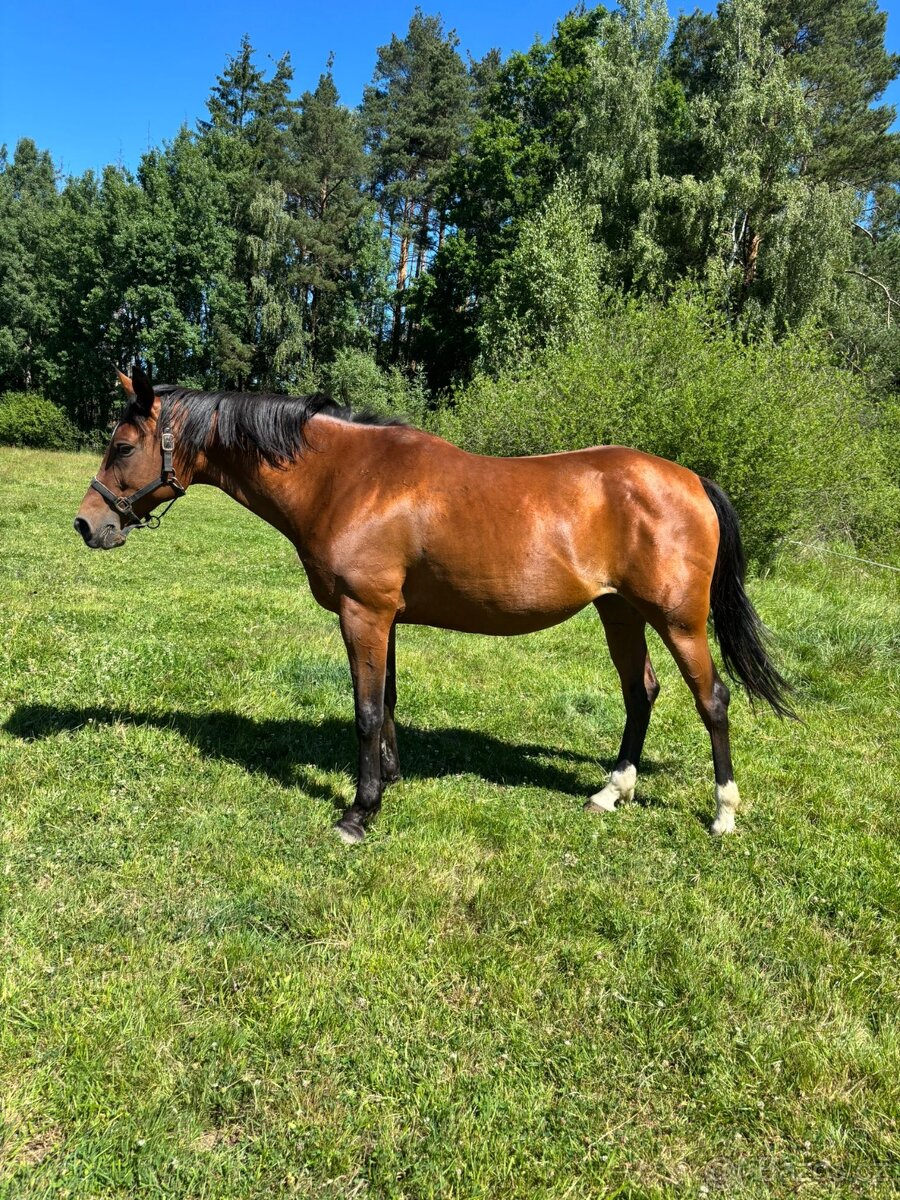 Hodná kobylka