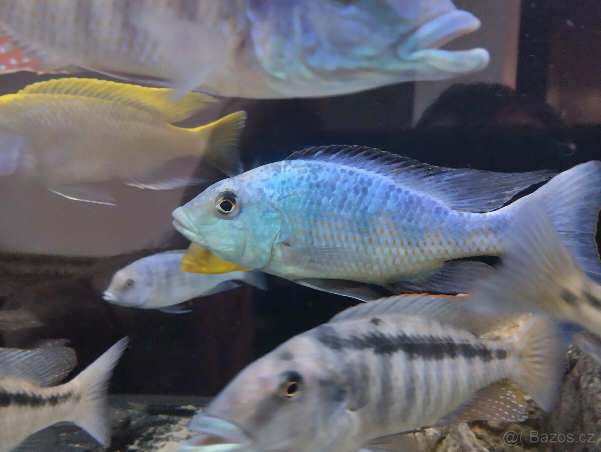 Tlamovci
