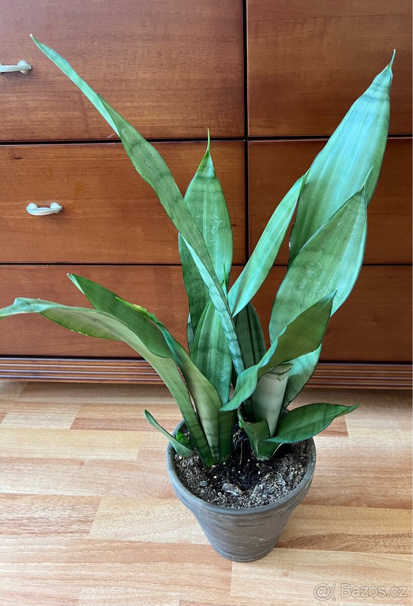 Sansevieria