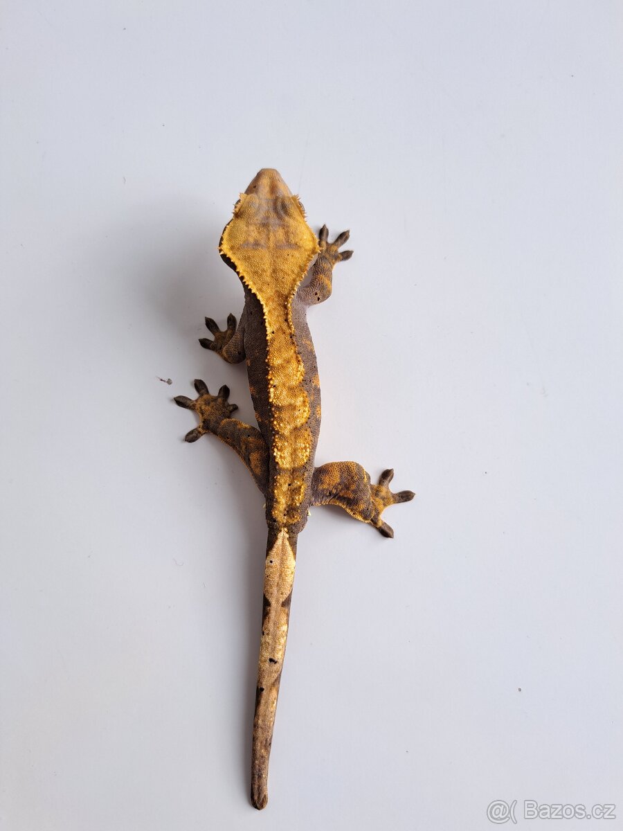 pagekon řasnatý samec)