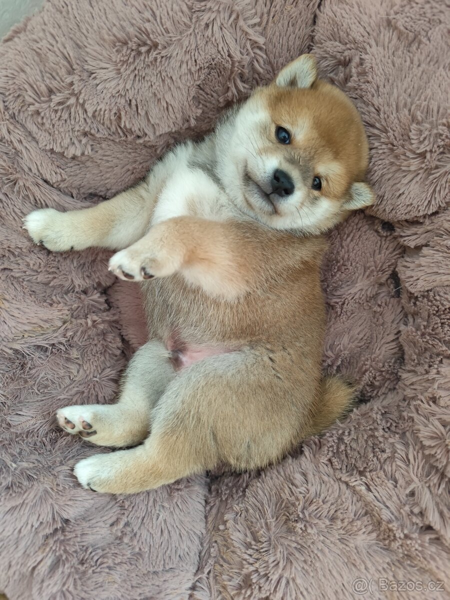 Shiba