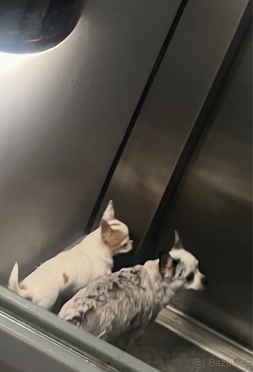 🐾Čivava maminka Marilyn a její dcera Barbie