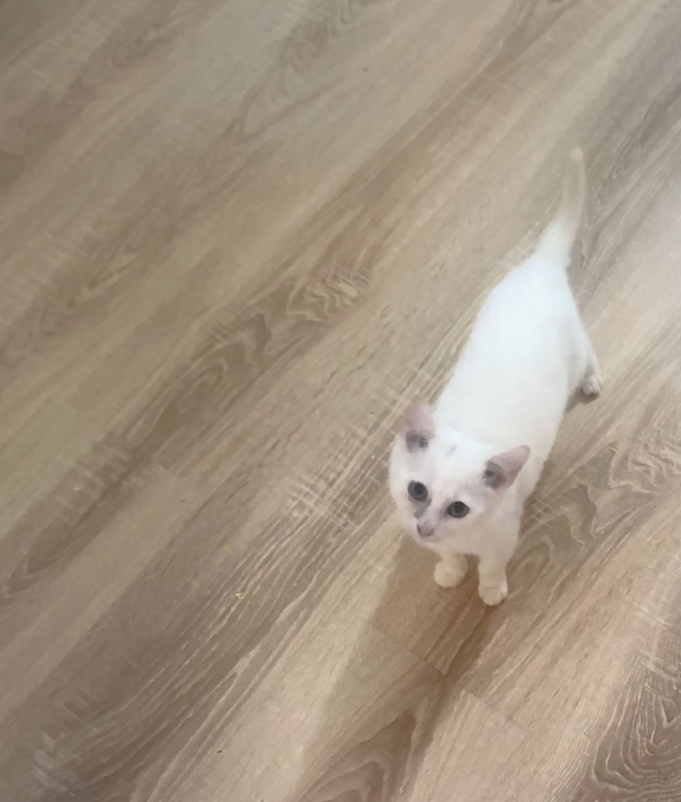 Daruji kocourka maminka ragdoll