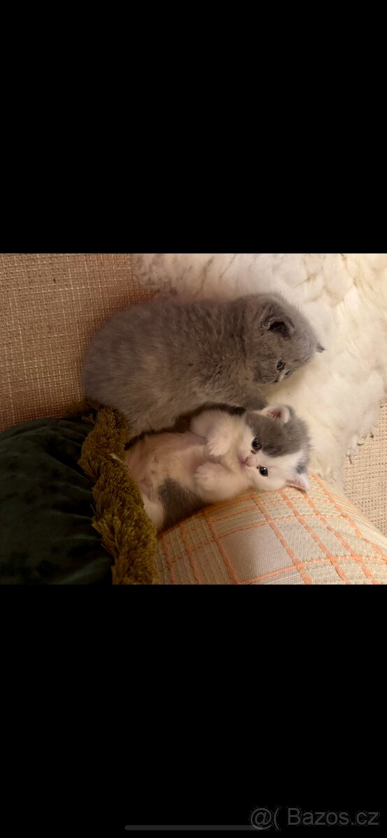 Britská koťátka s PP