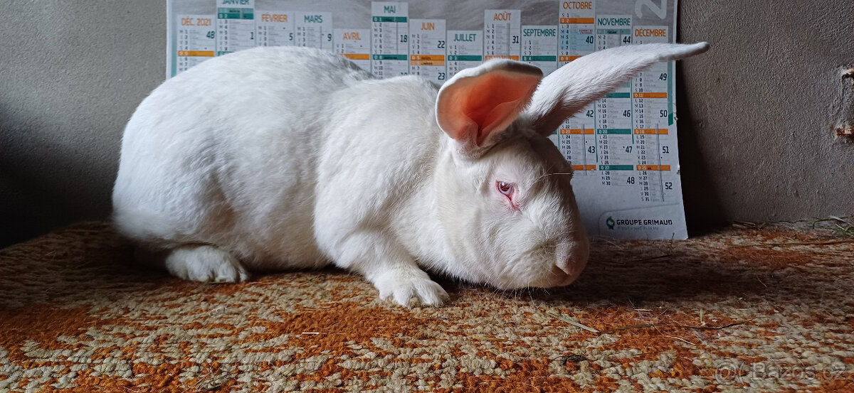 BROJLEROVÝ KRÁLÍCI HYLA-HYPLUS