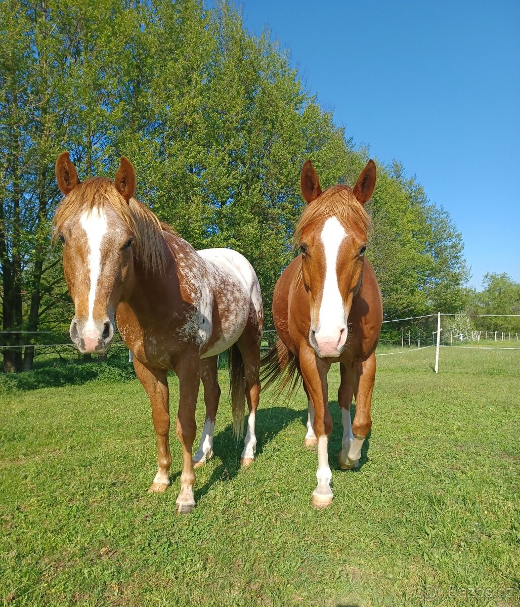 Appaloosa valach 3 roky