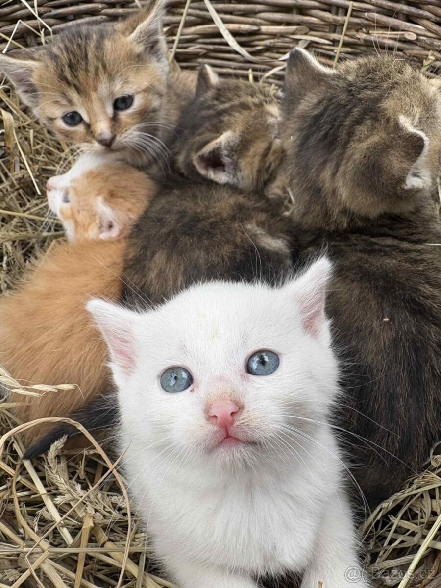 Darují dvě koťata mourovaté a bílé