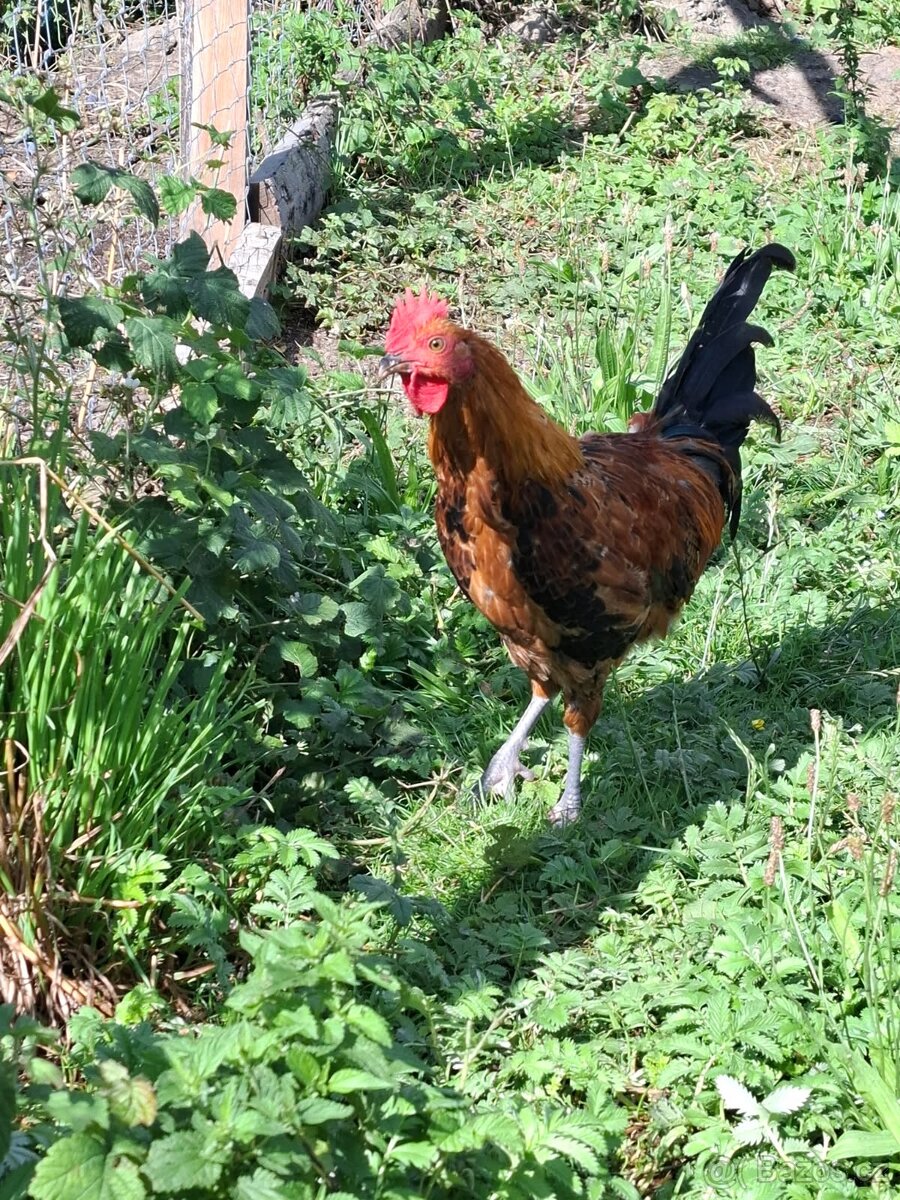 Česká zlatá kropenka