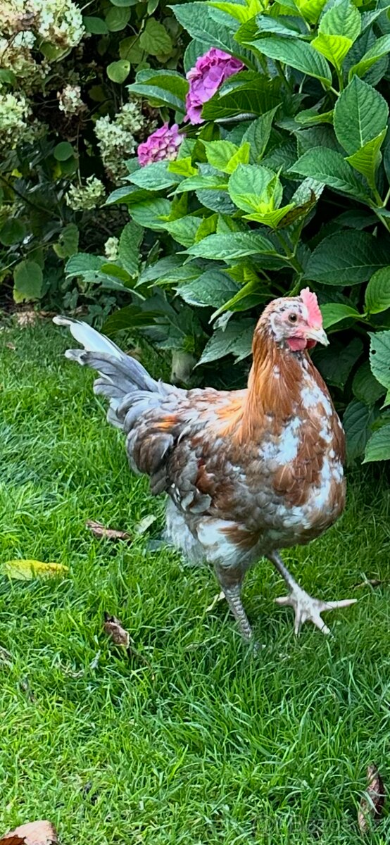 Švédská květina