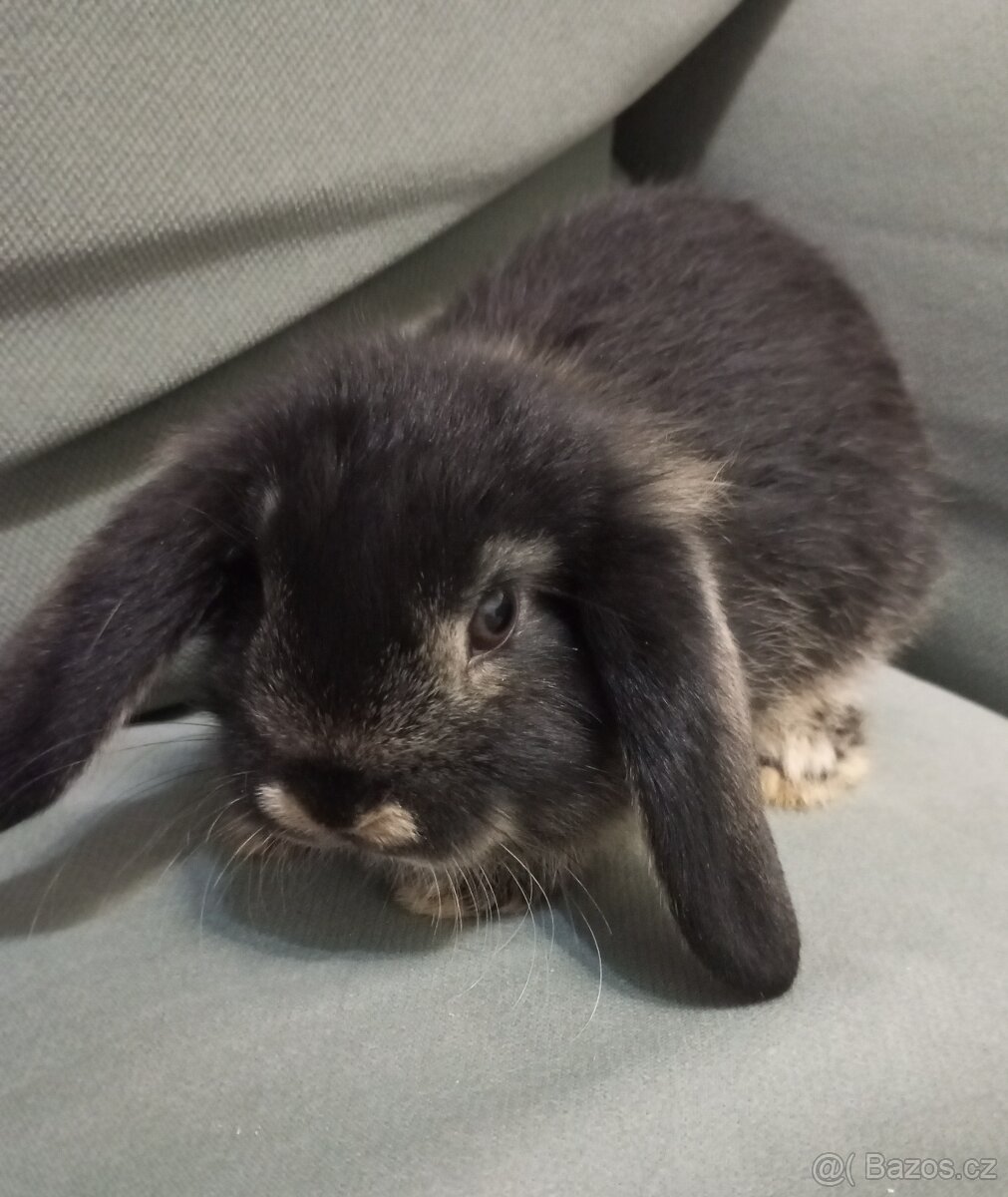 Zakrslý beránek králíček