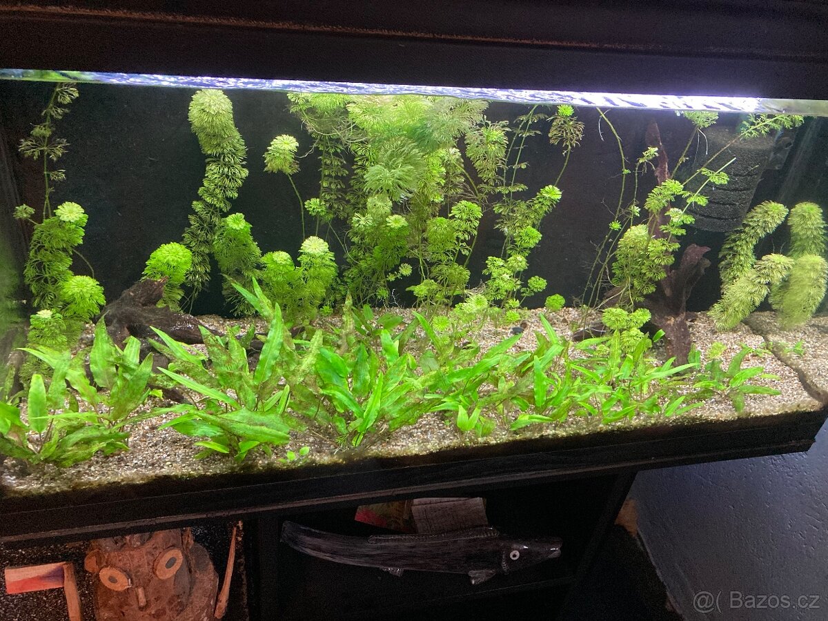 Akvárium 200 l / PRODÁNO