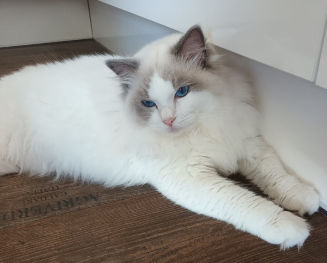 Kocourci ragdoll s PP