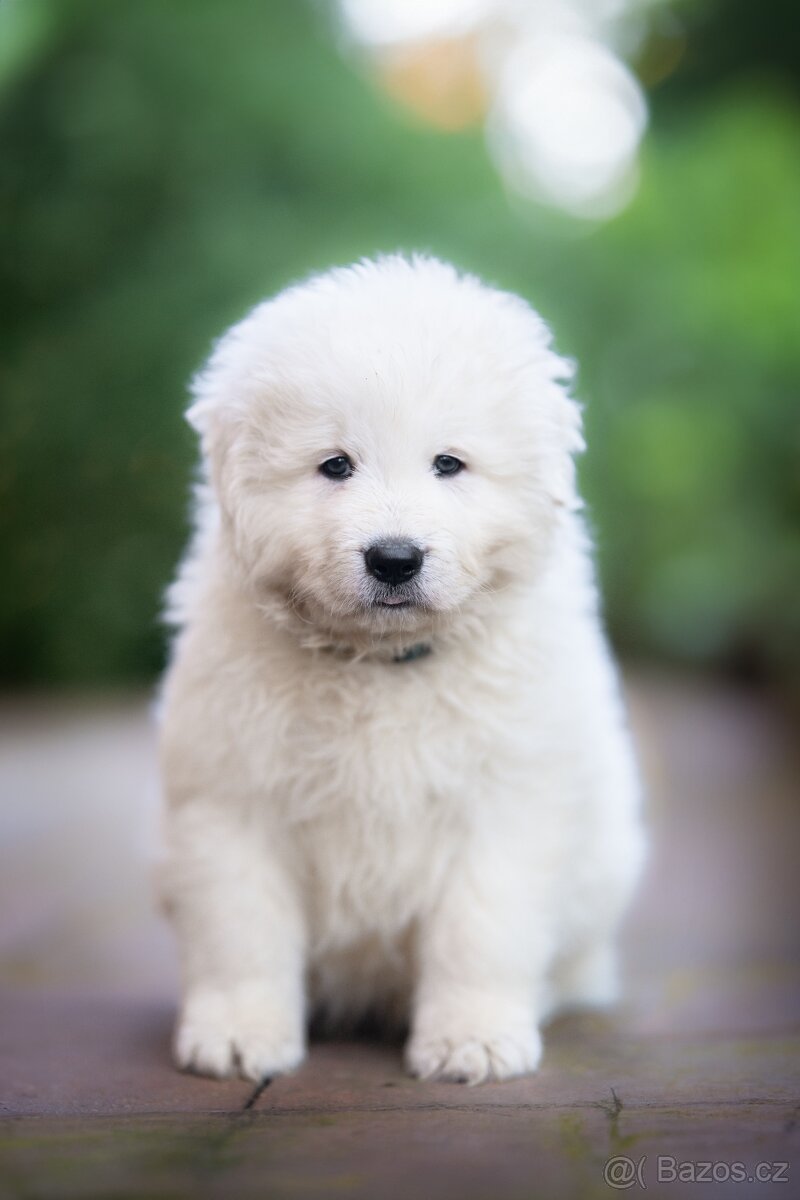 Maremma Sheepdog - Maremmansko Abruzský pastevecký pes
