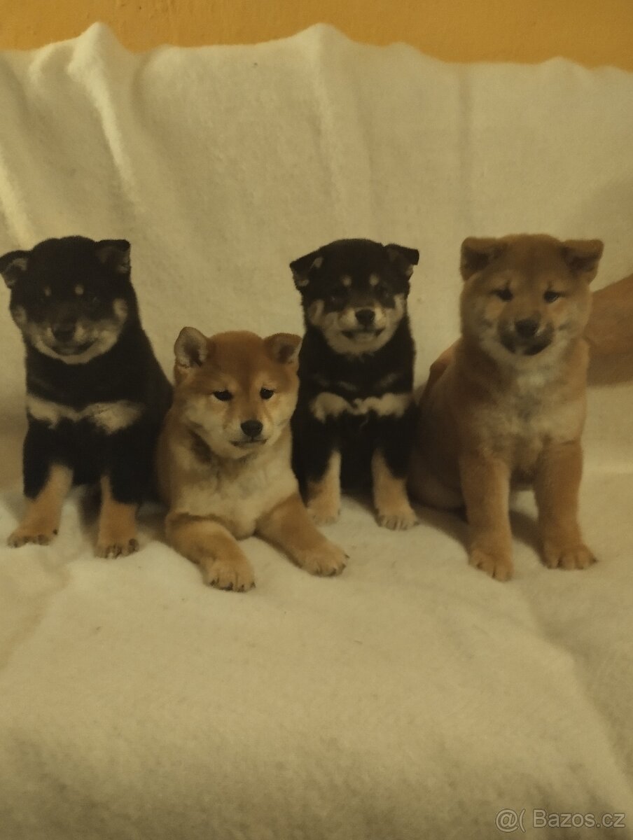 Shiba inu/ šiba s PP FCI
