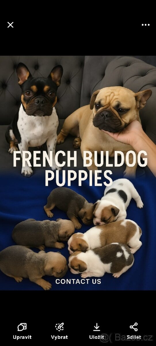 Francouzský buldoček