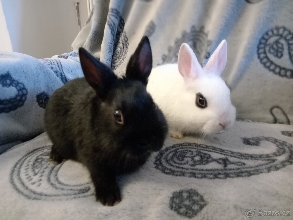 Nádherní zakrslí králíčci - mláďata