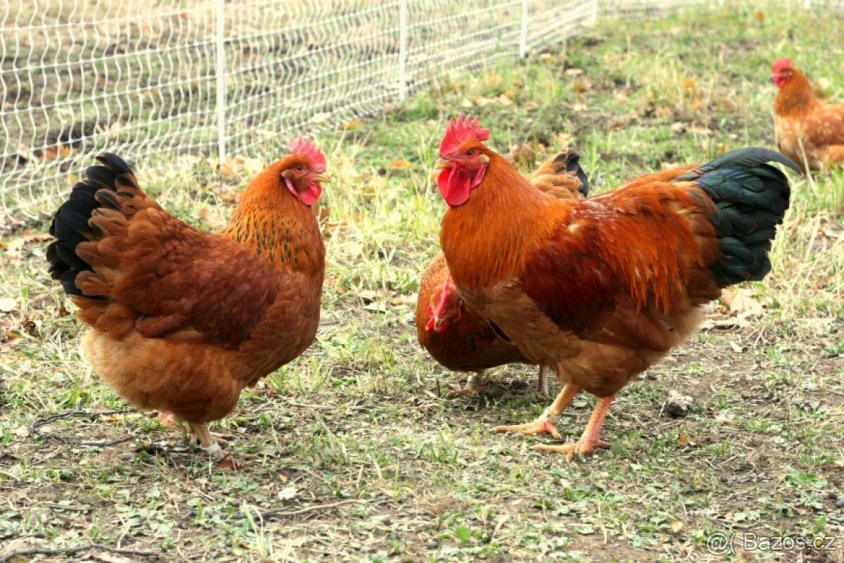 Prodám slepičky a kohouty