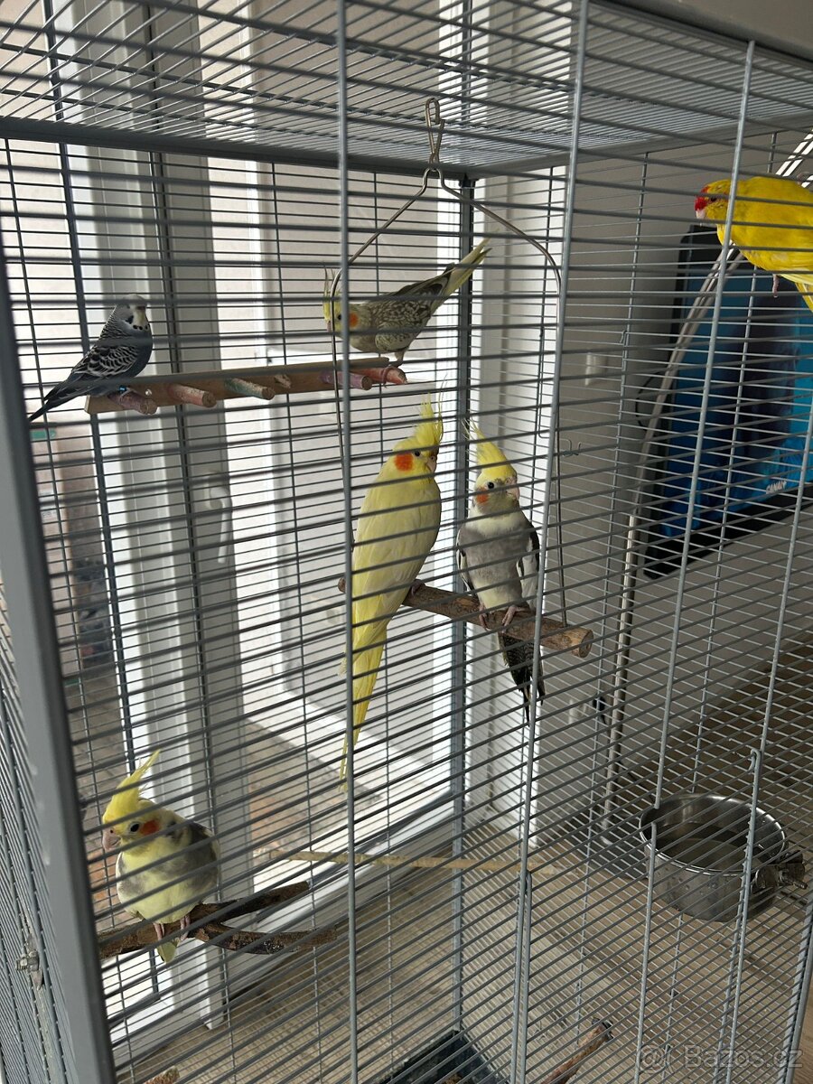 Velká klec + 6 papoušků