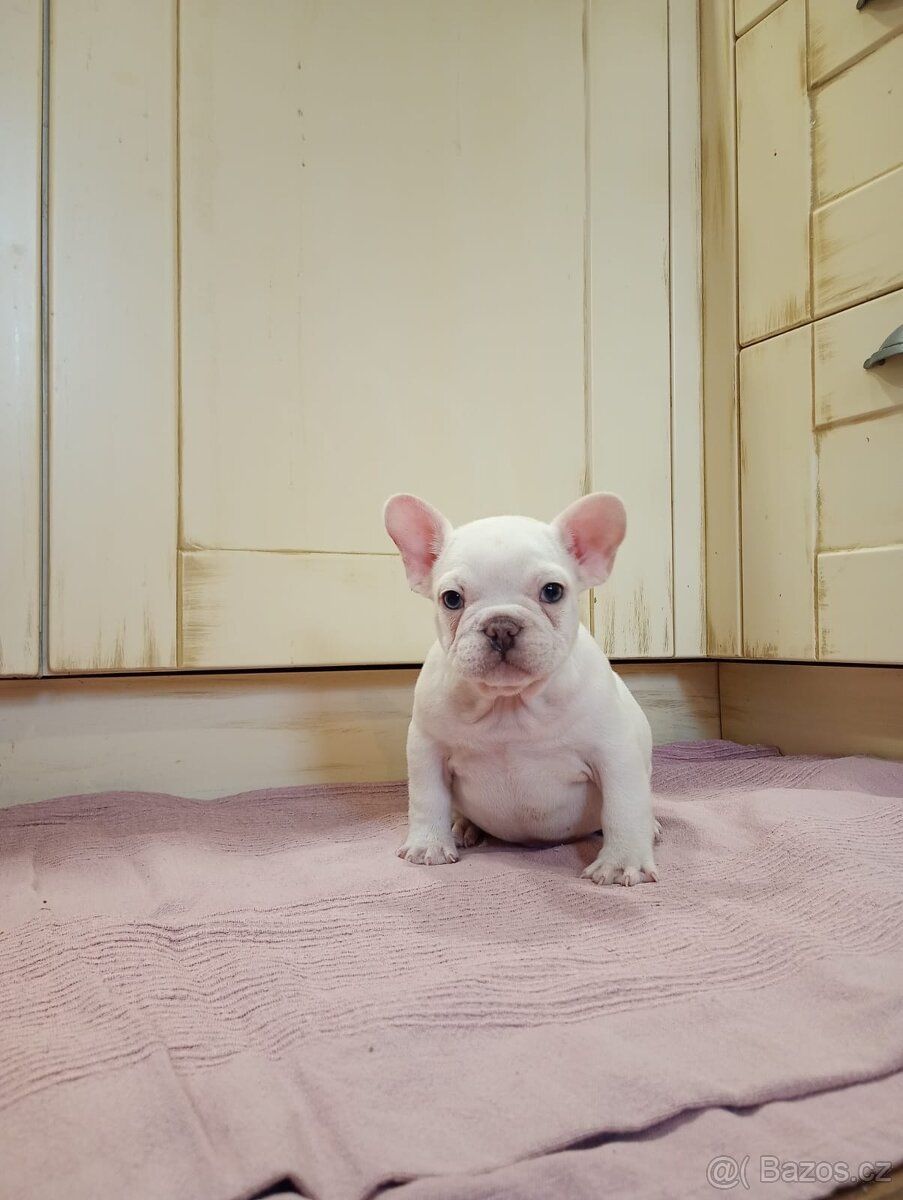 Francouzsky buldoček