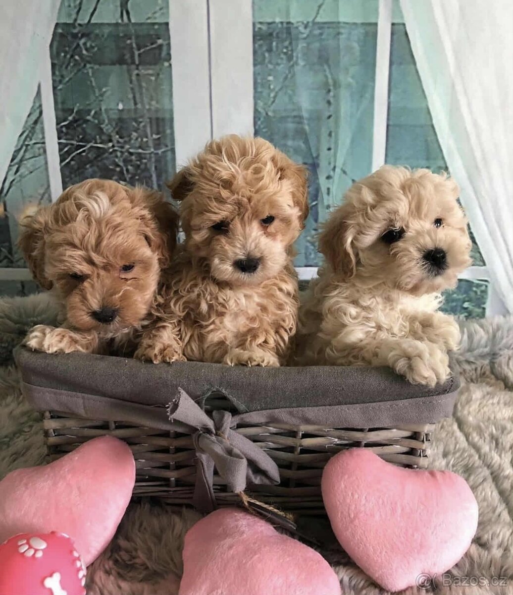 Maltipoo