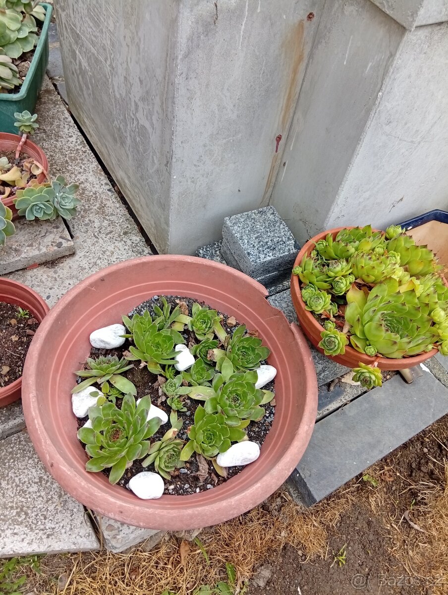 Sazenice rostlin,paprik,rajcat