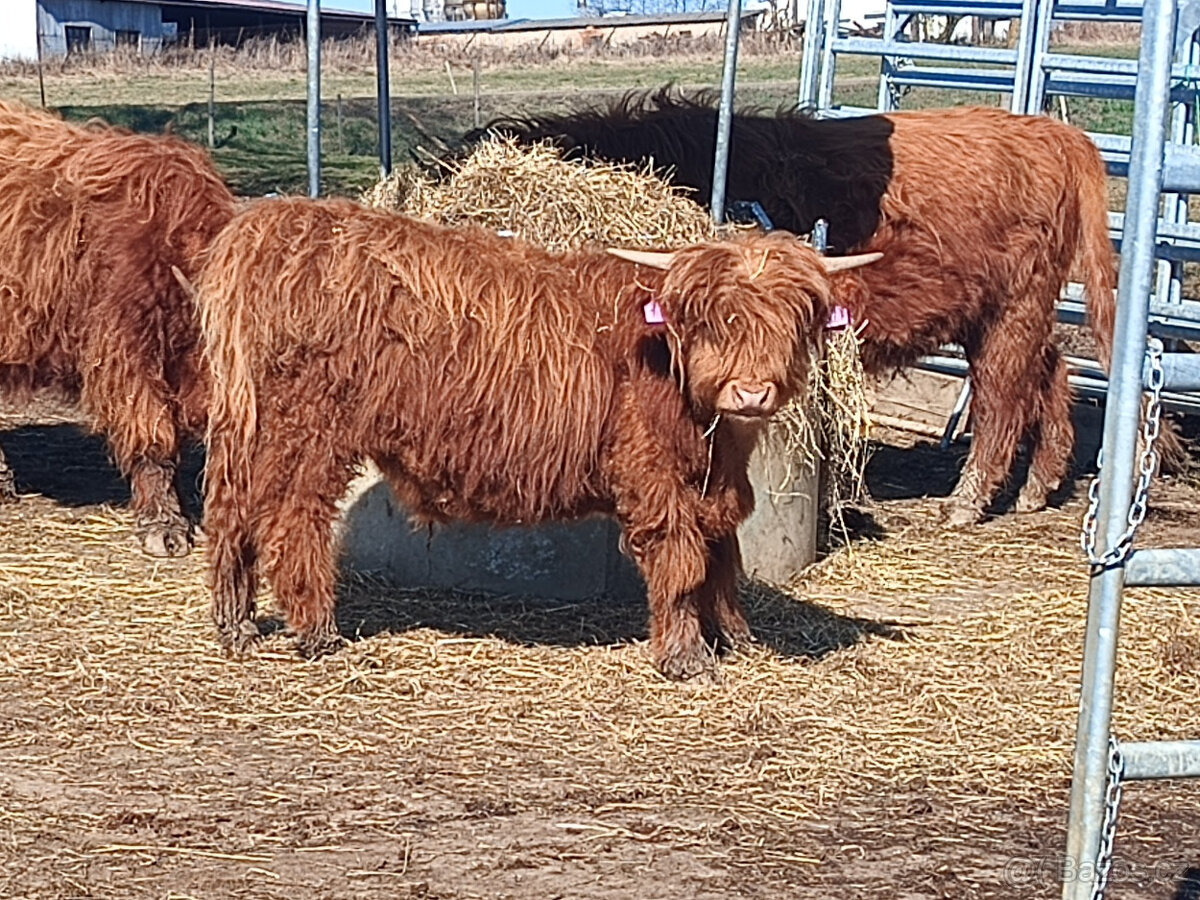 Skotský nahorní skot-Highland