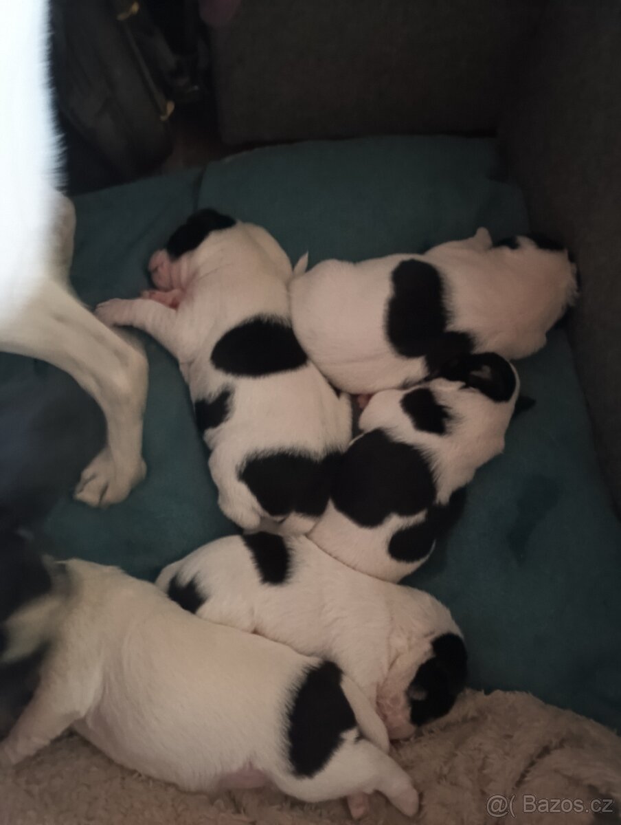 Jack Russell teriér s Parson terierem
