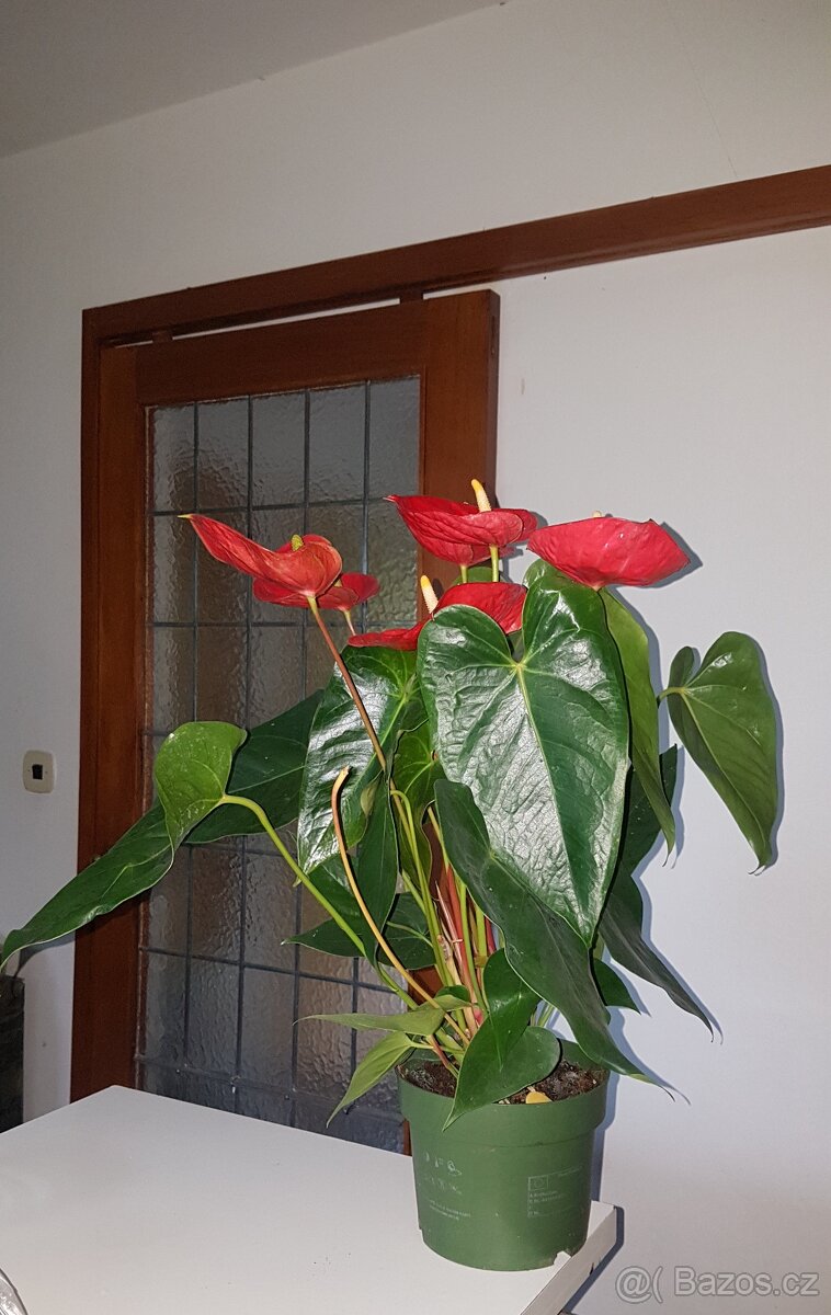 Anthurium