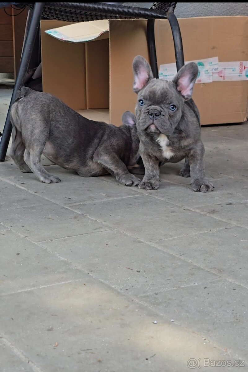 Štěňátka francouzského buldočka – barva blue 🐾