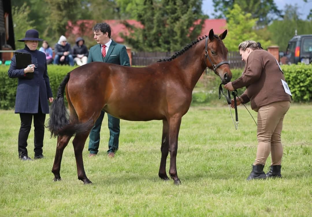 Klisna ,pony,WPBr
