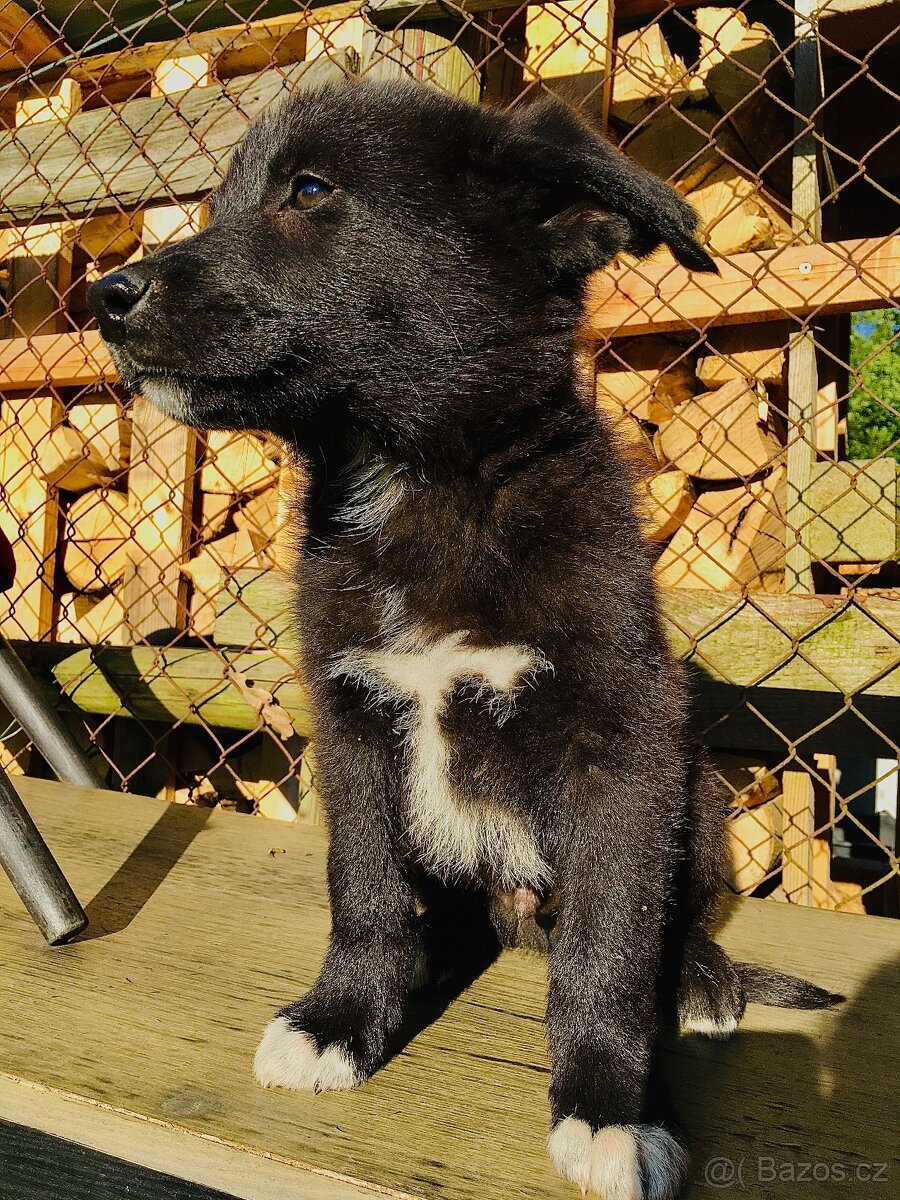 🐶 Border Kolie x Labrador ❤️