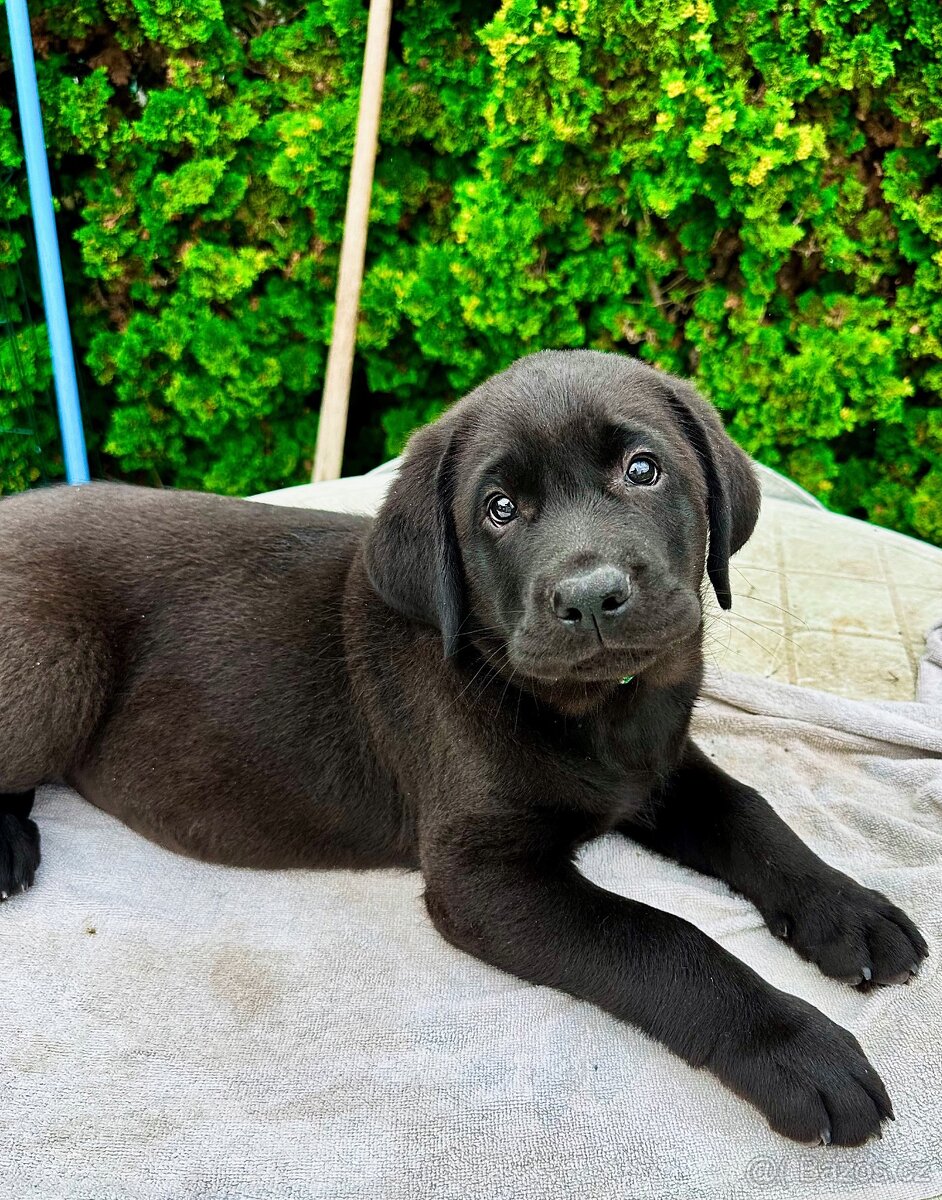 IHNED K ODBĚRU Labradorský Retriever s PP