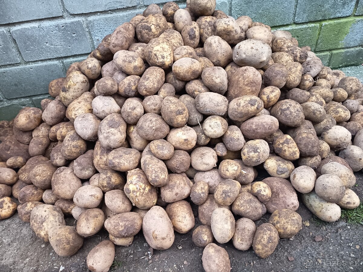 Prodám brambory na uskladnění