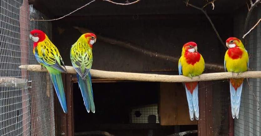 Rosela Golden mantel