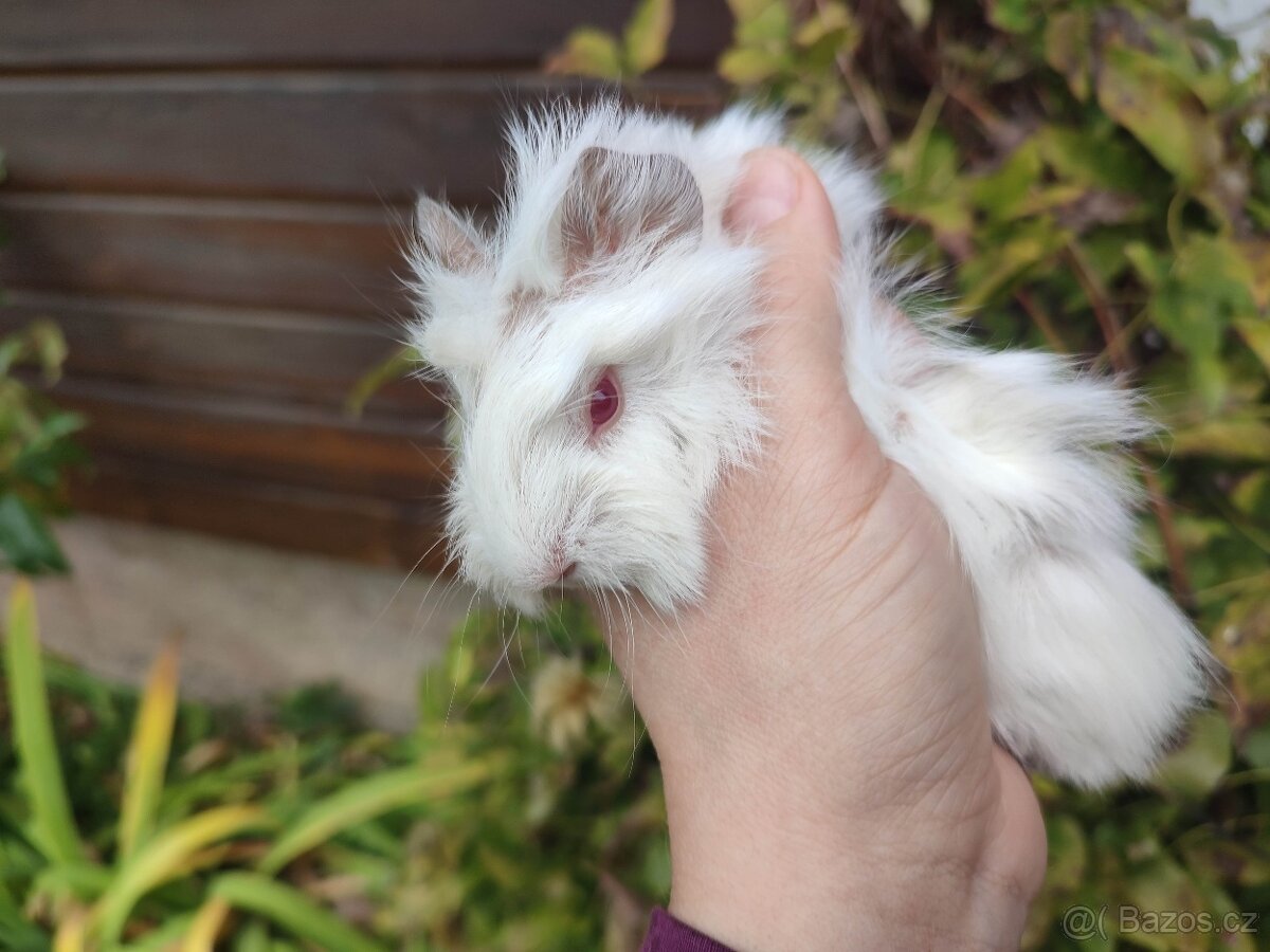 Morčátka , morče, morčata