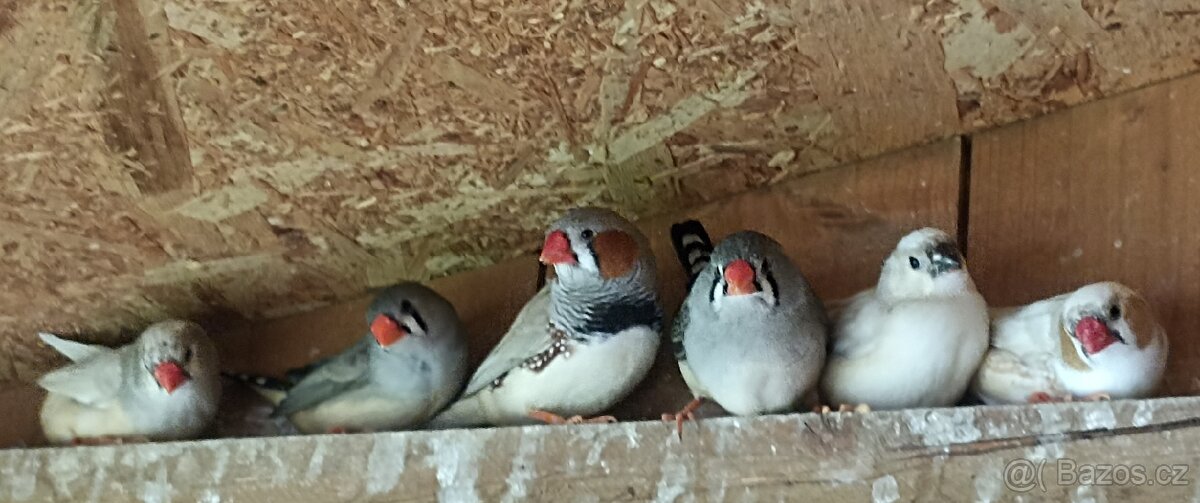 Zebřička pestrá, australská