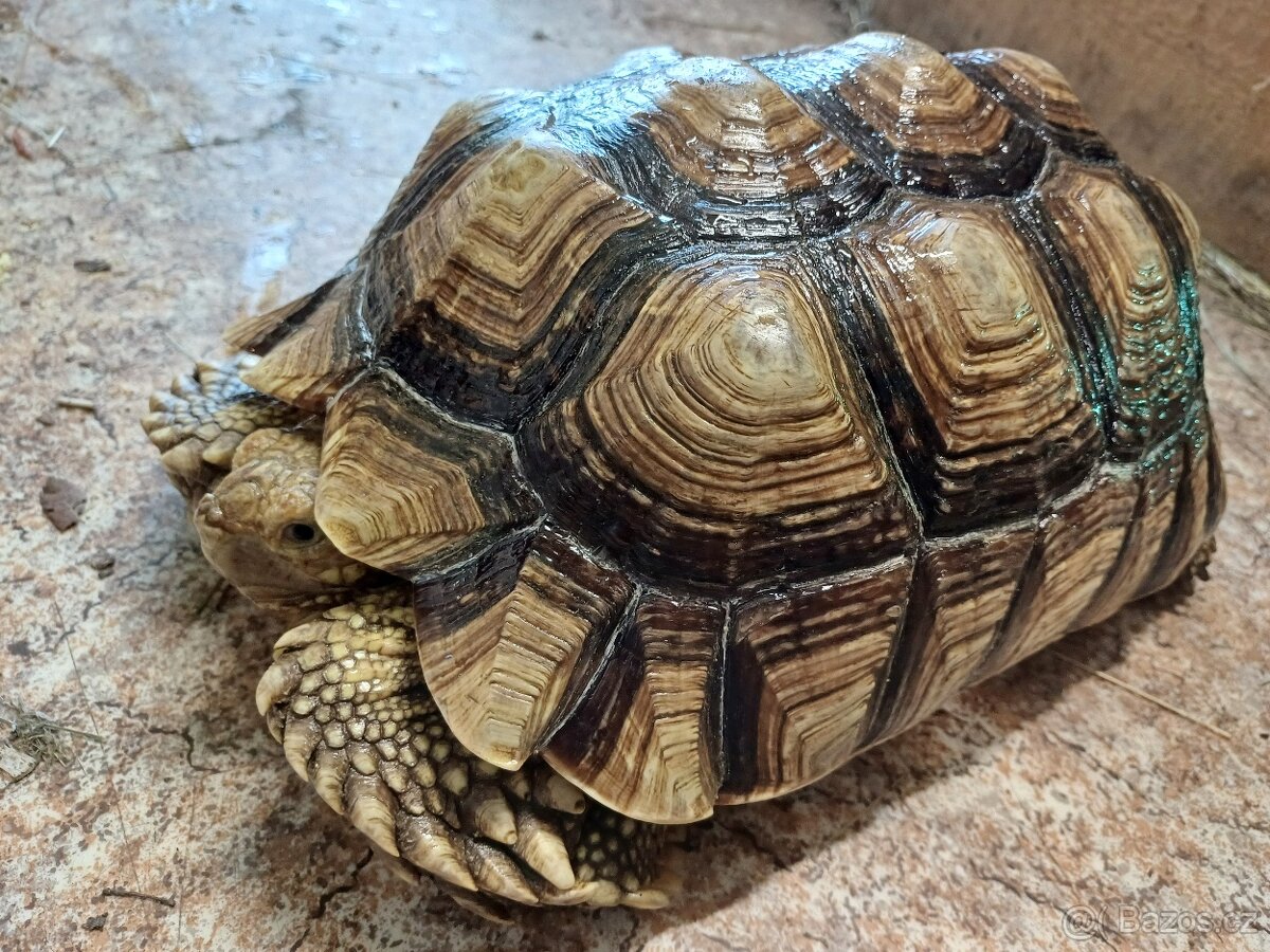 Koupím želvy jakékoliv velikosti