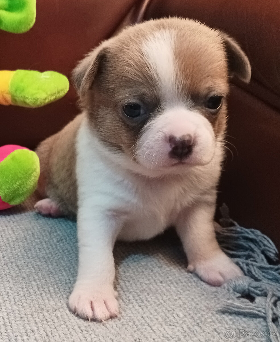 Čivava s PP, krásná štěňátka k odběru.