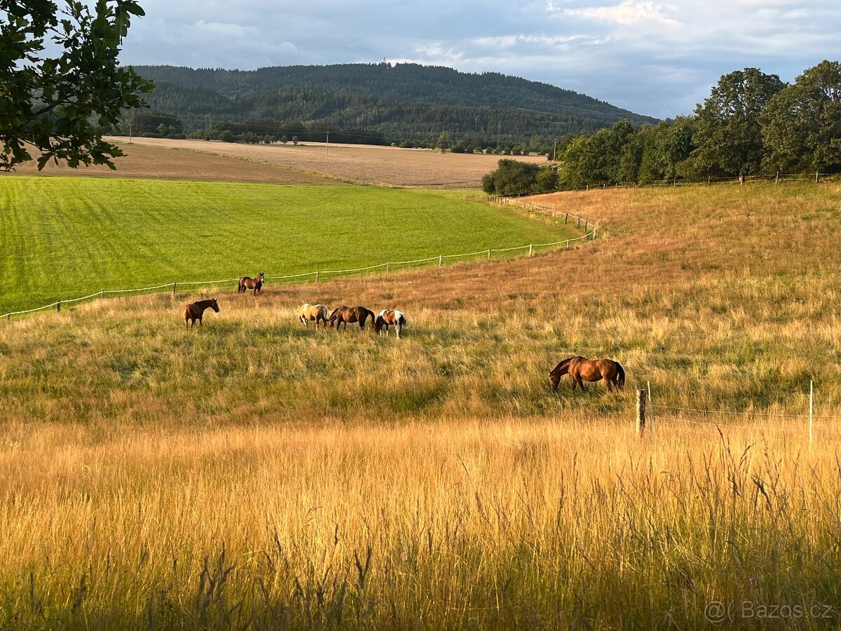 Pastevní ustájení