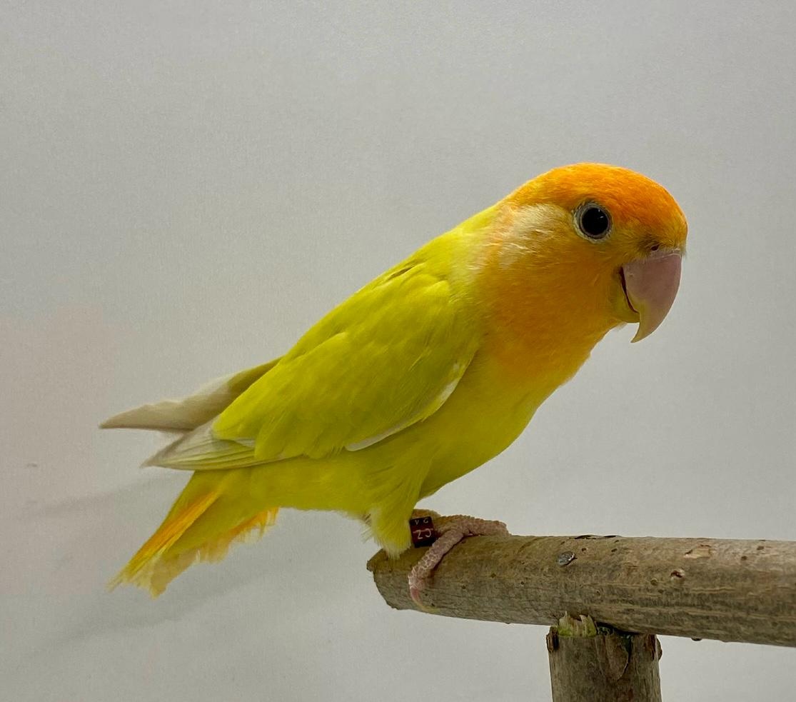 Agapornis Růžohrdlý