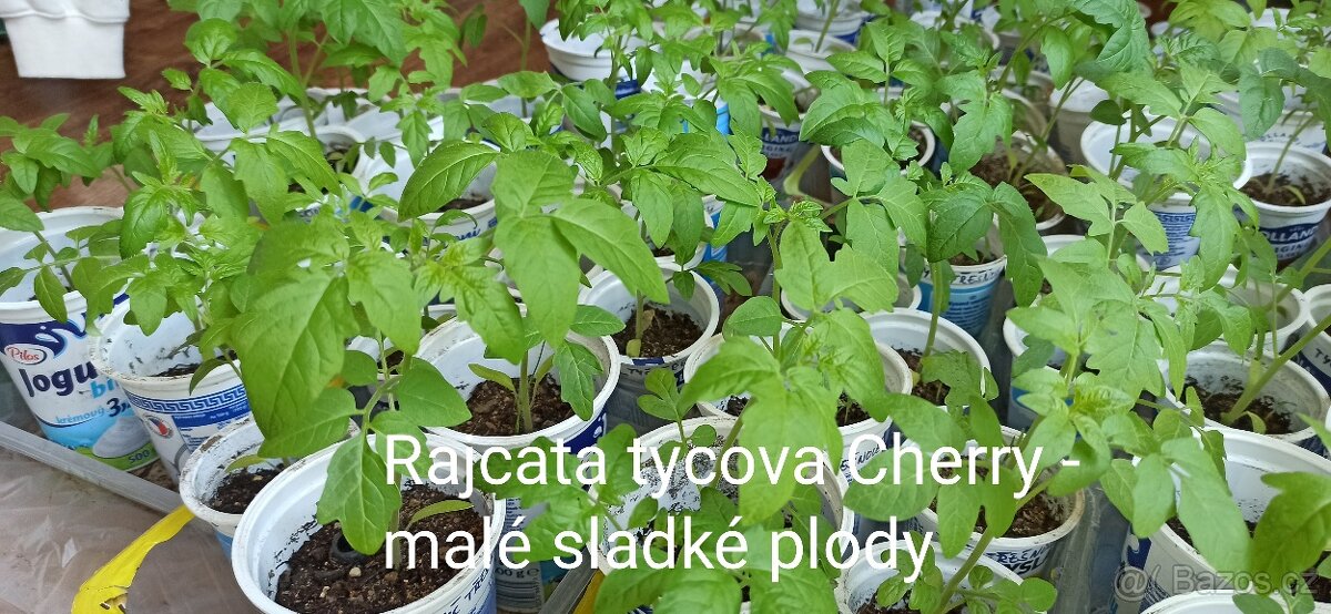 Sazenice rajcat cherry tyckova